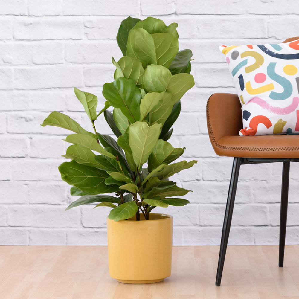 Fiddle Leaf Fig - Medium - Shop Online!