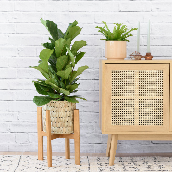 Wooden Plant Stand - Shop Online!