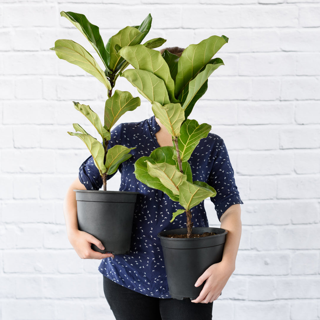 Fiddle Leaf Fig - LARGE - Shop Online!