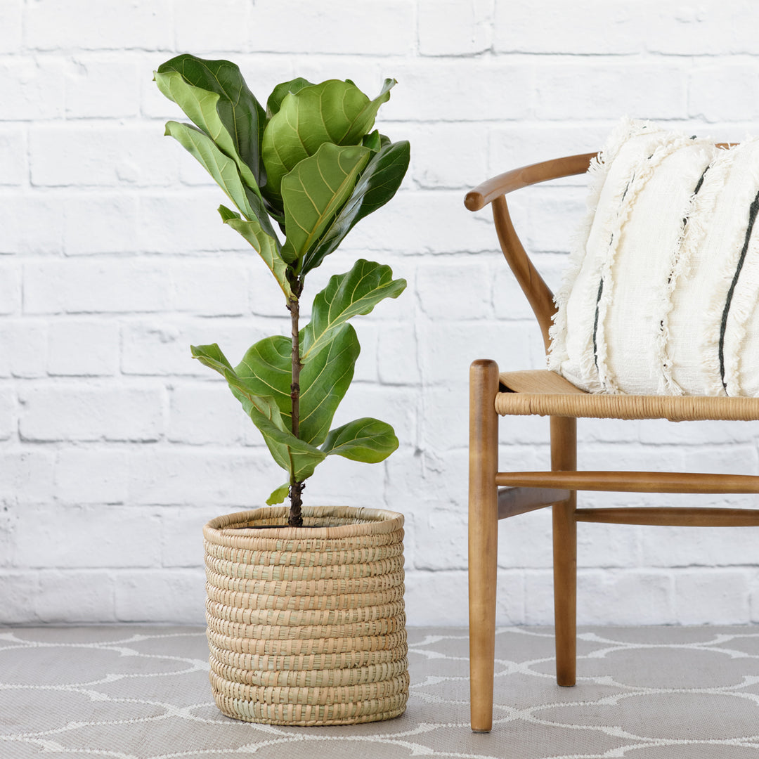 Fiddle Leaf Fig - LARGE - Shop Online!