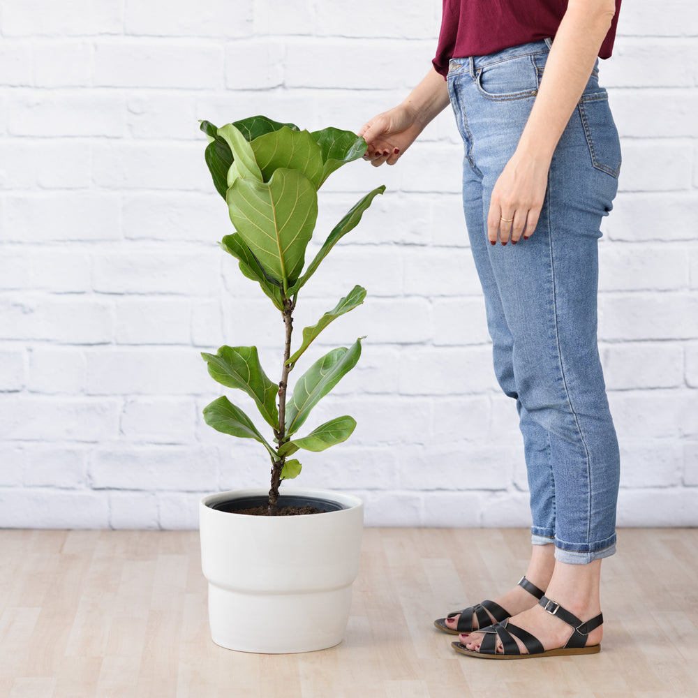 Fiddle Leaf Fig - LARGE - Shop Online!