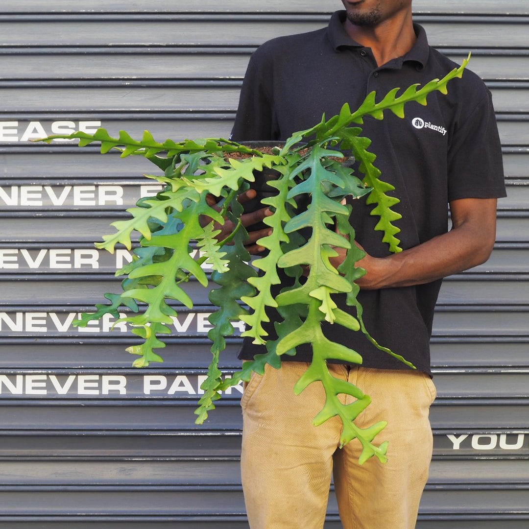 Fishbone Cactus - LARGE - Shop Online!