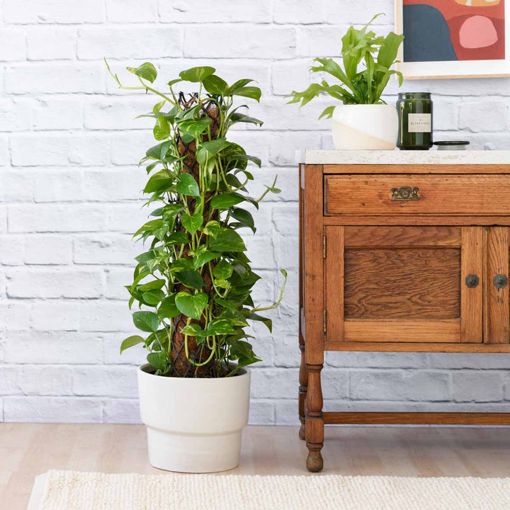 Indoor Plants - Easy Care, Low Light and Hanging options!