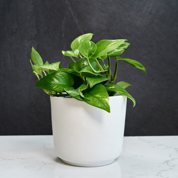 PLANTIFY - Indoor Plants, Pots and Gifts delivered Nationwide