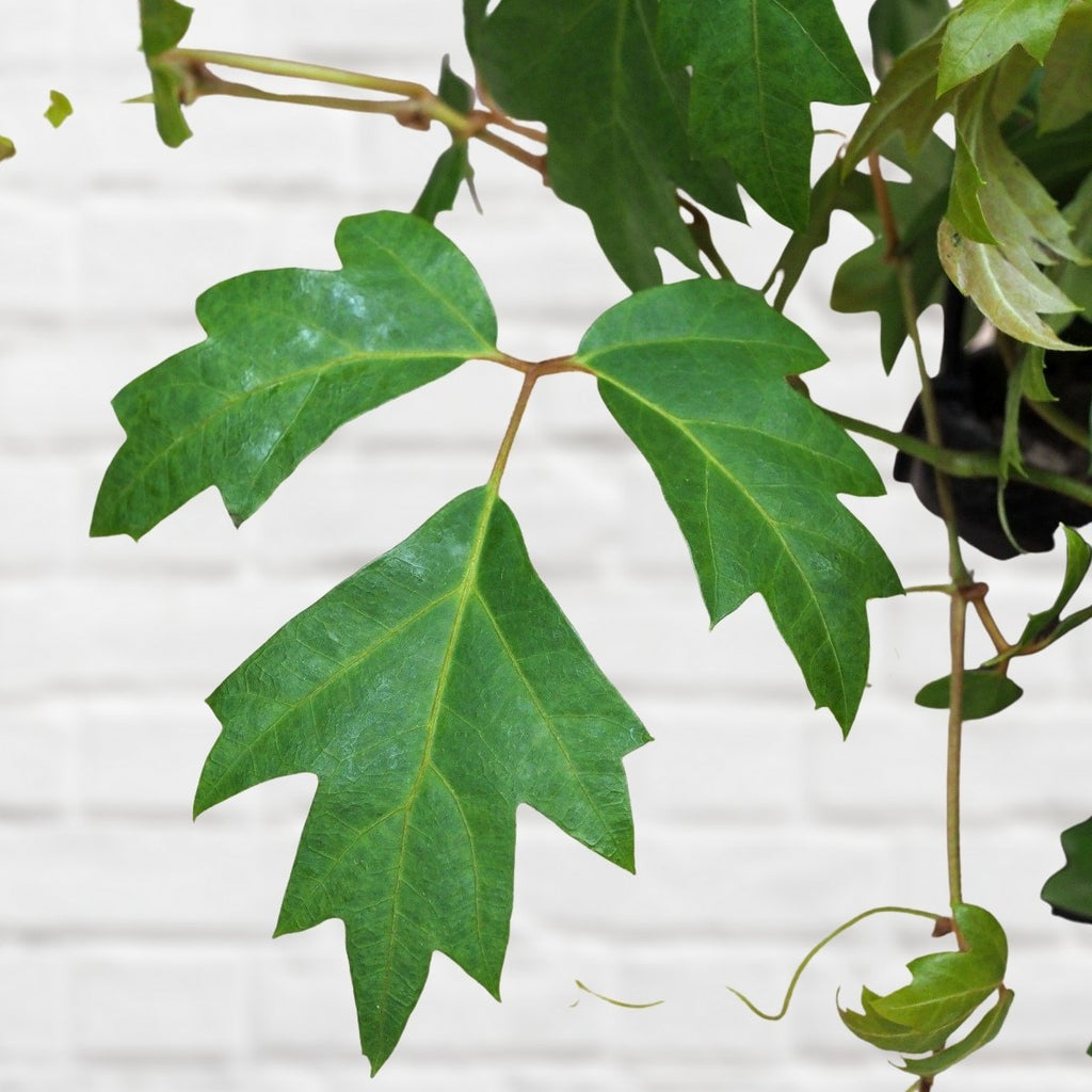 grape ivy indoor plant care Grape Ivy