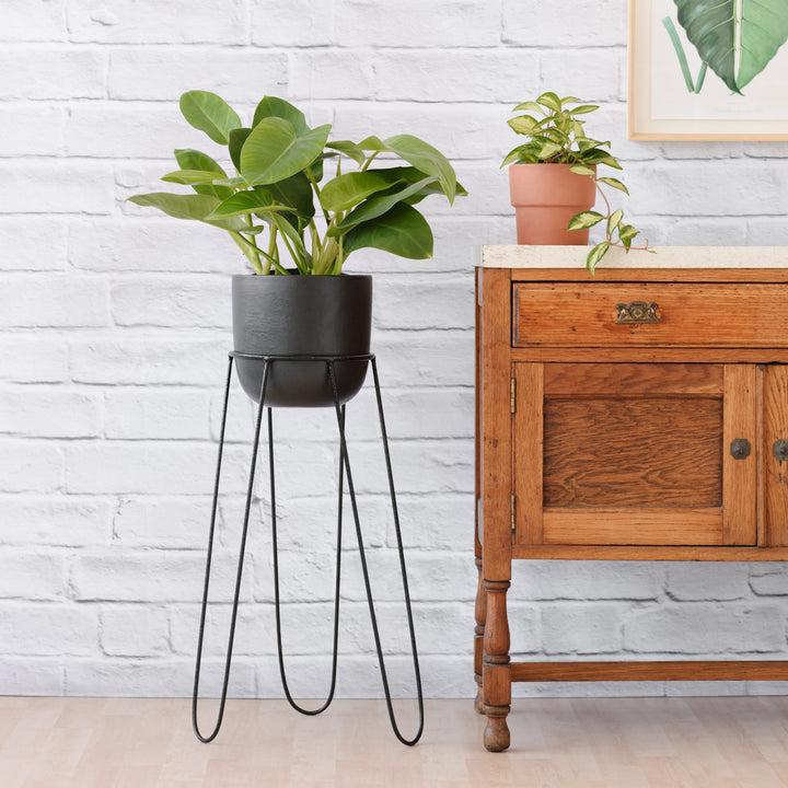 Hairpin Plant Stand - Black - Shop Online!