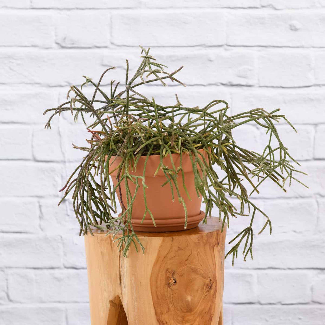 Hairy Stemmed Rhipsalis - Shop Online!