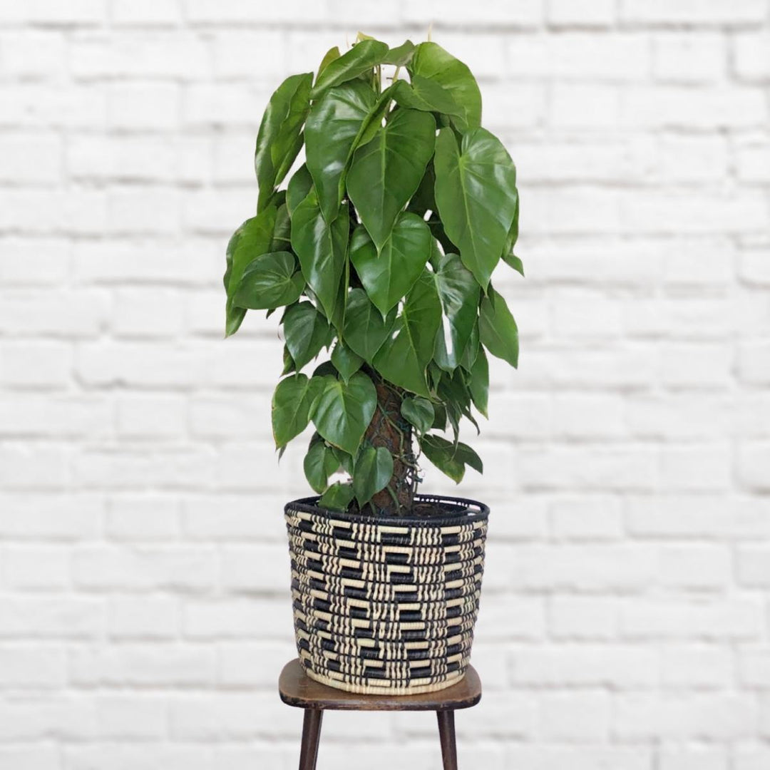 Heart Leaf Philodendron - Moss Pole - Extra Large - Shop Online!