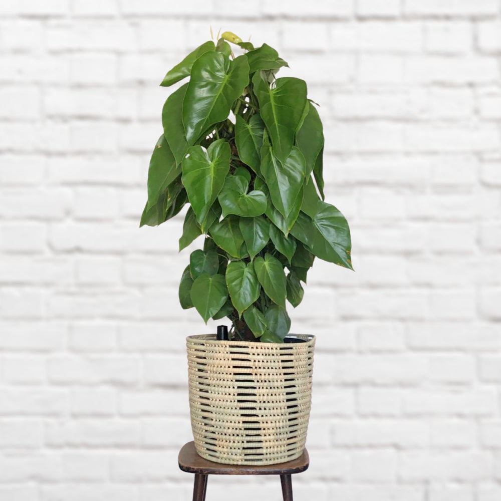 Heart Leaf Philodendron - Moss Pole - Extra Large - Shop Online!