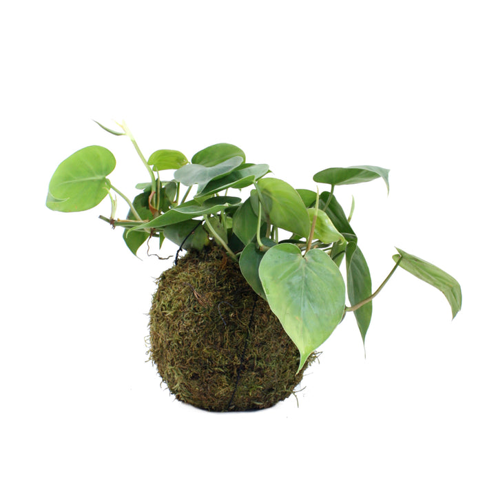 Heart Leaf Philodendron Mossball - Shop Online!