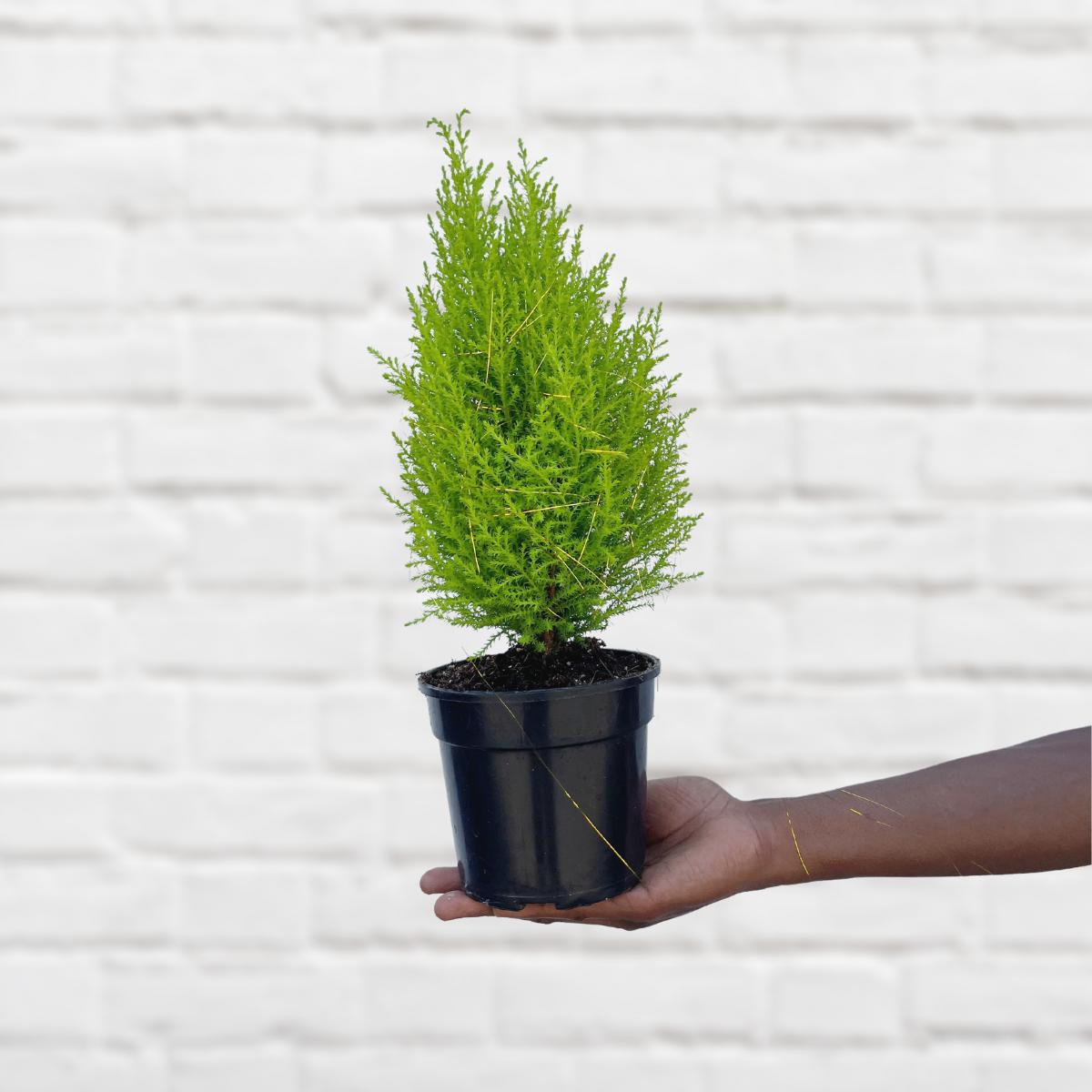 Festive Cypress Tree | Indoor Plant