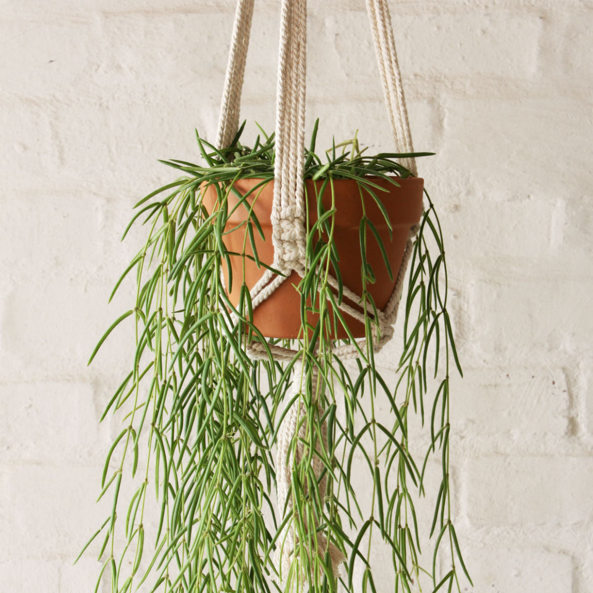 訳ありセールホヤ リネアリス Hoya linearis 大苗85cm 日本発送・保証書付き商品 訳ありセールホヤ リネアリス Hoya linearis