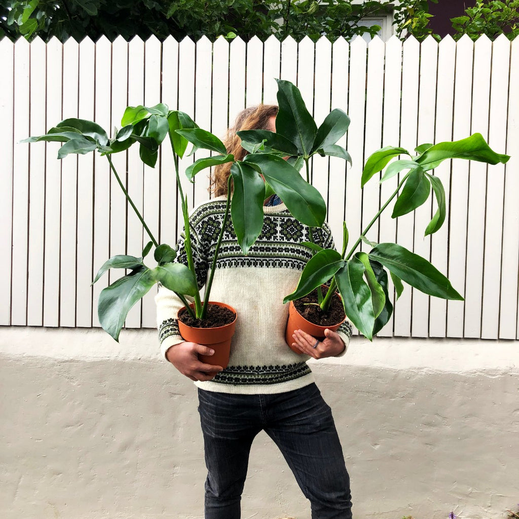 how to take care of a philodendron goeldii Philodendron Goeldii