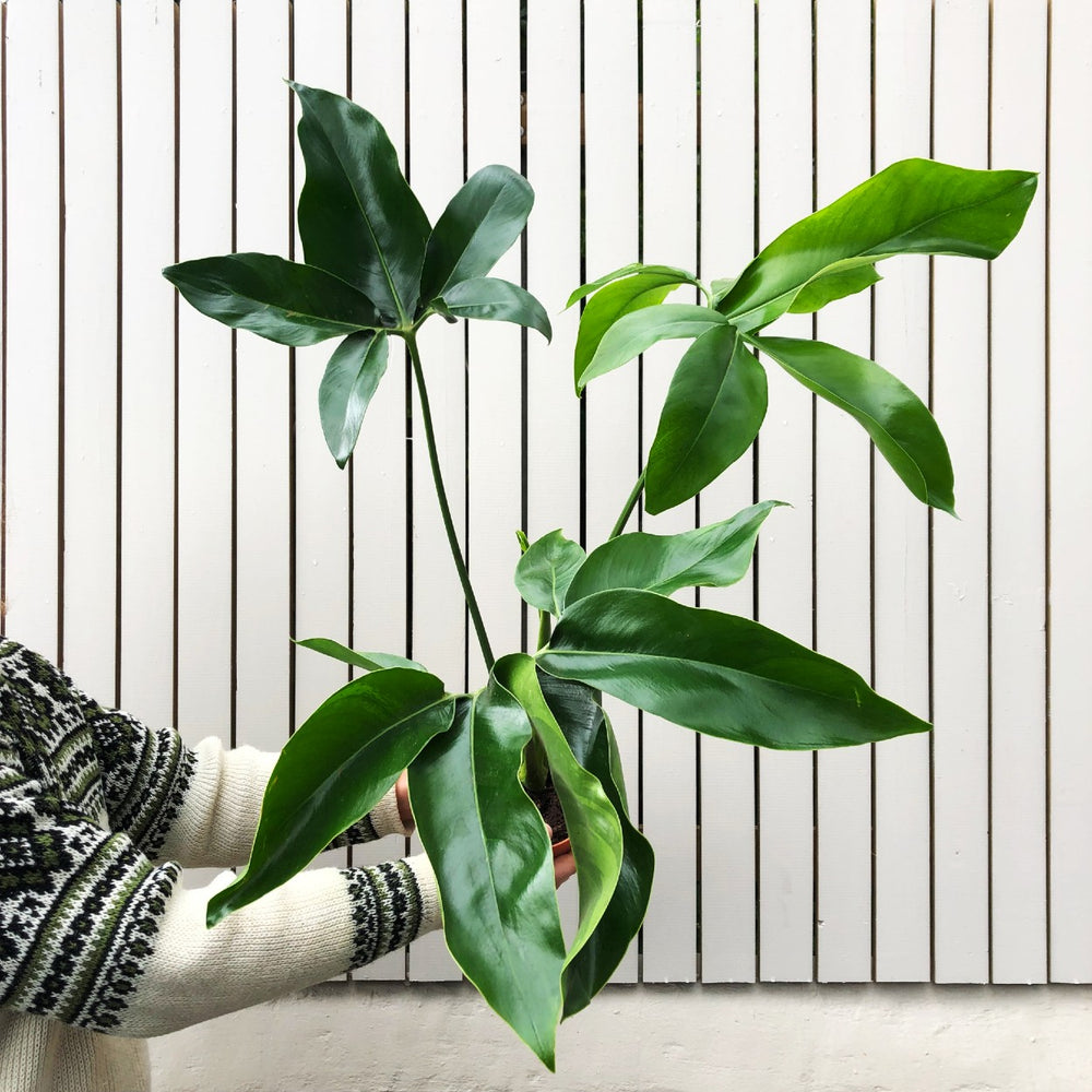 Philodendron Goeldii - Shop Online!