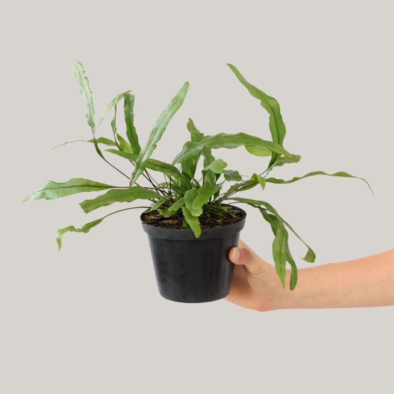 Kangaroo Fern - Shop Online!