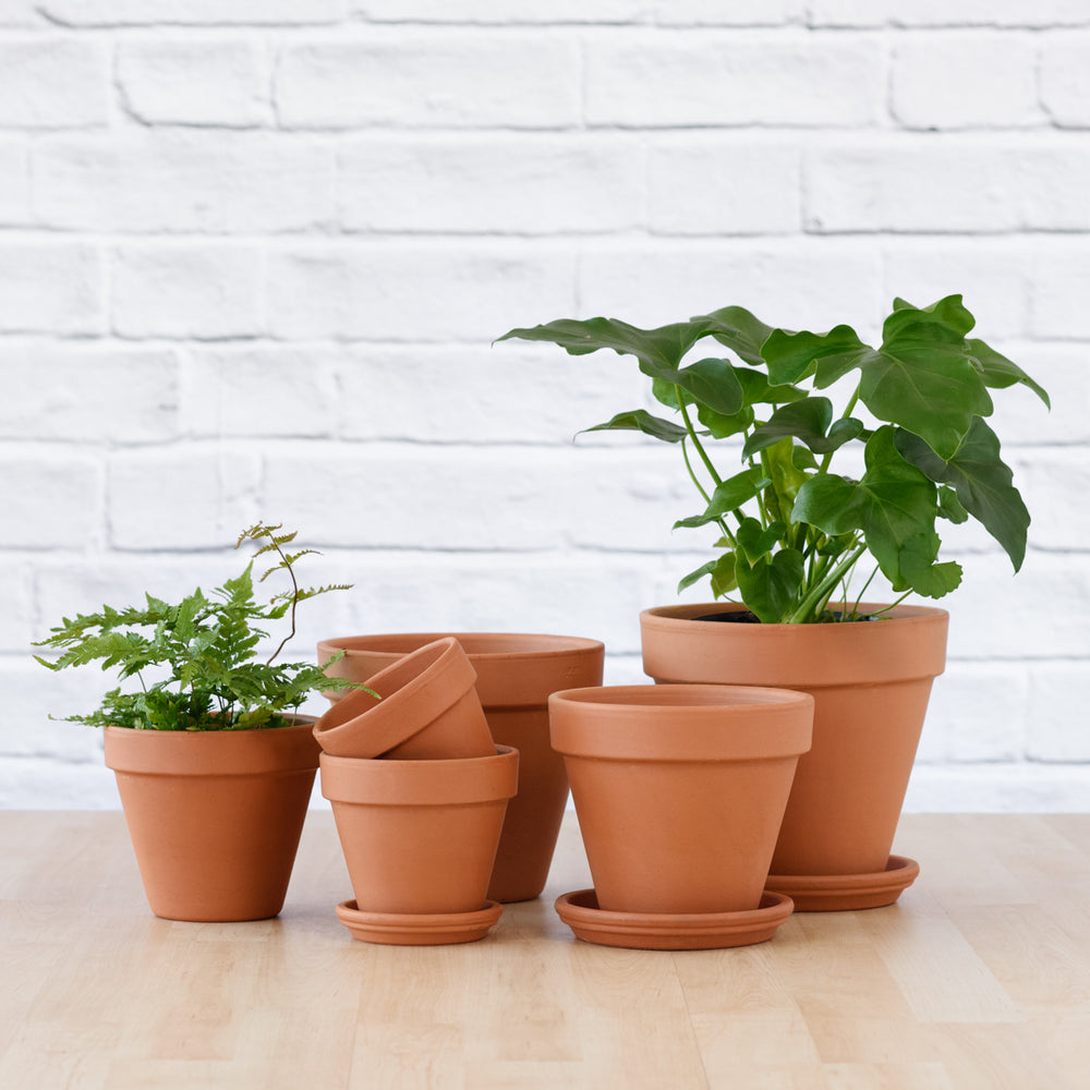Terracotta Pot & Saucer - Standard - Shop Online!