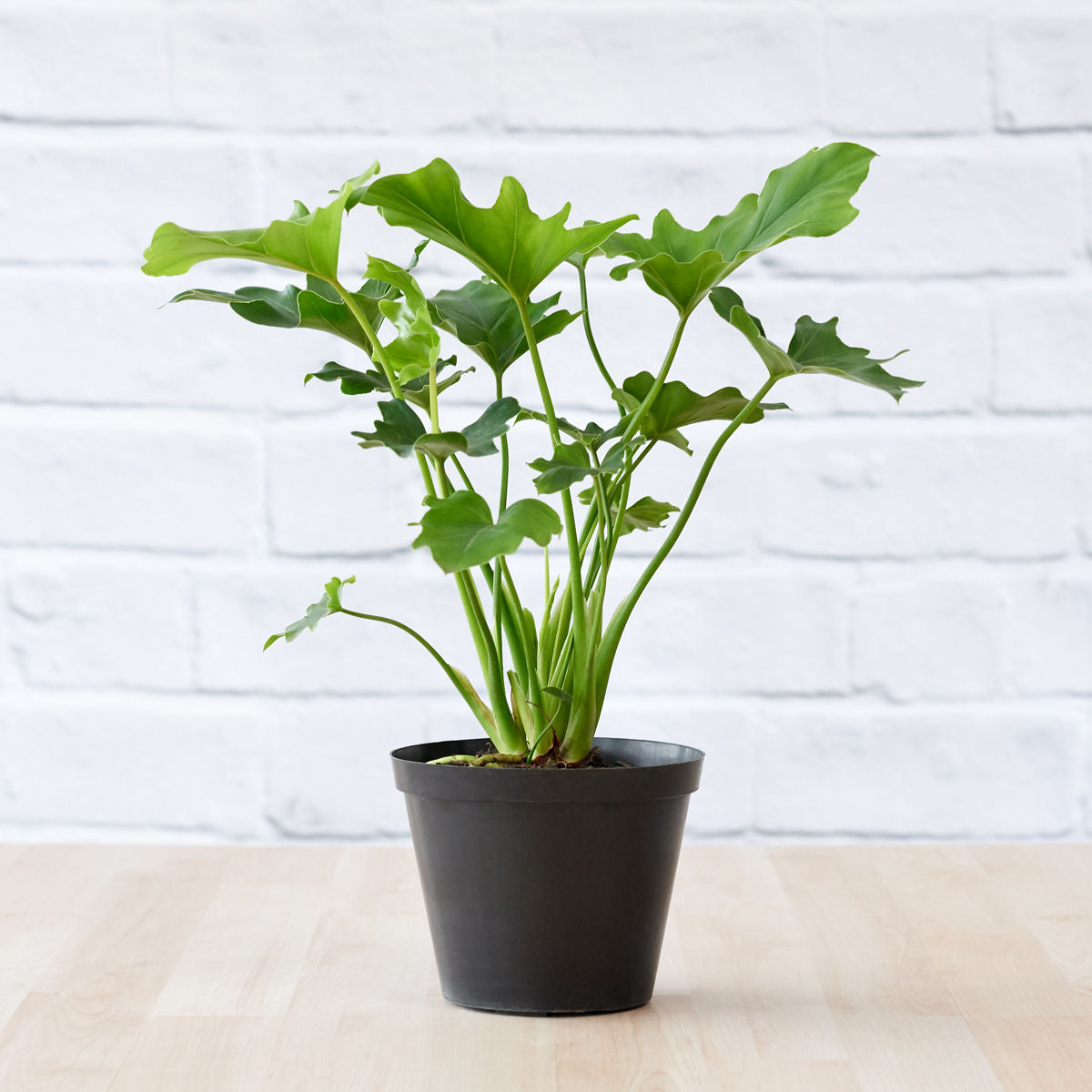 Lacy Leaf Philodendron | Indoor Plant