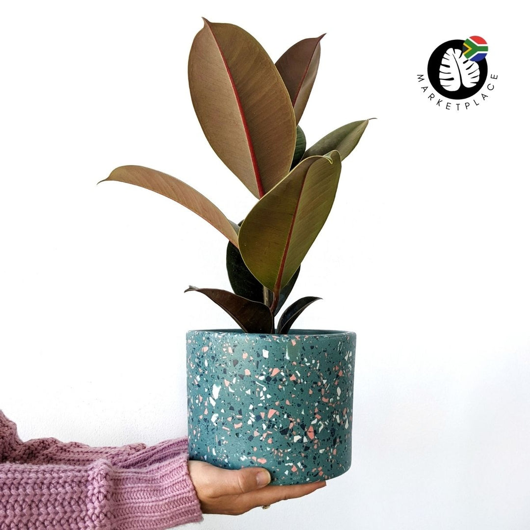 Terrazzo Pot - Nereida - Shop Online!