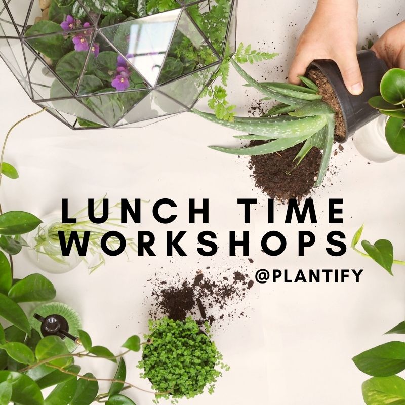 Lunchtime Workshops - Shop Online!