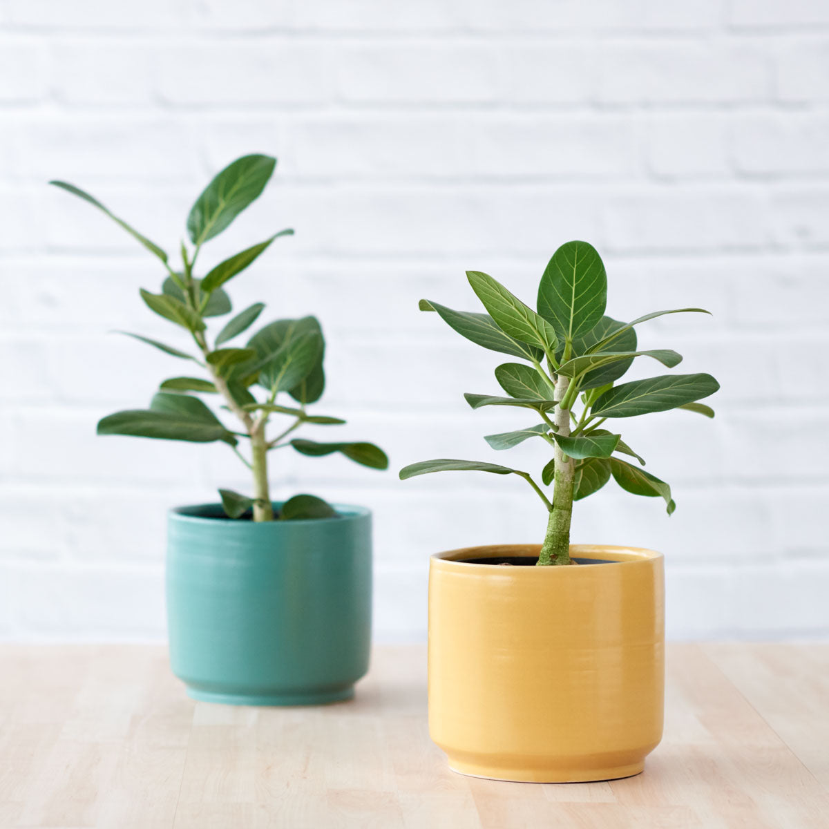 Migo Planter - Mustard Yellow | Indoor Plant Pot