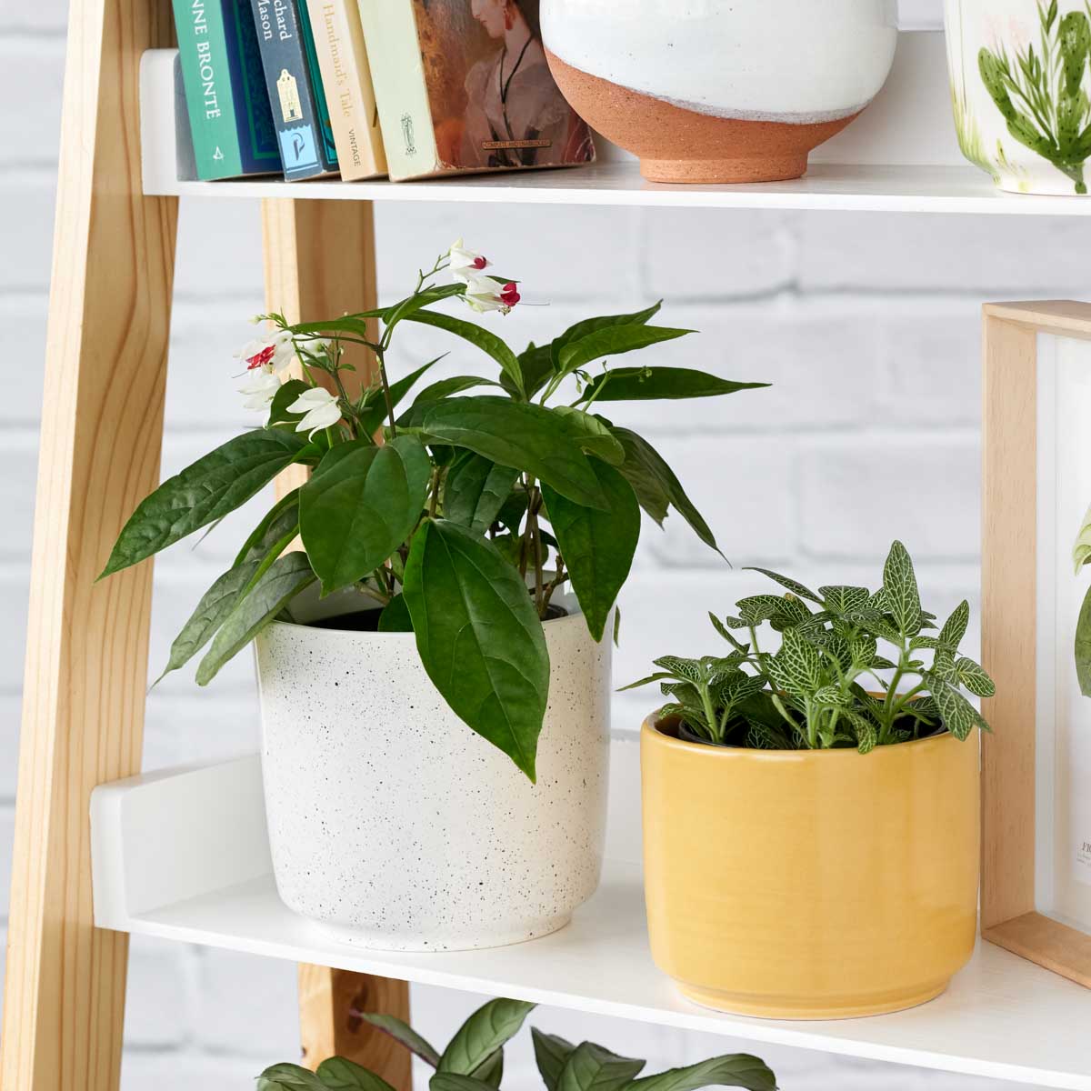 PLANTIFY - Indoor Plants, Pots and Gifts delivered Nationwide