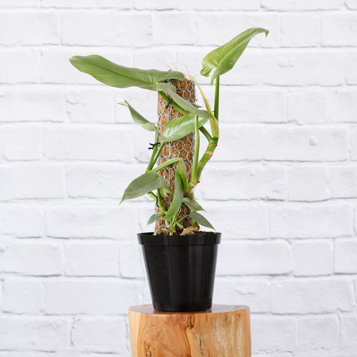 Moss Pole | Indoor Plant