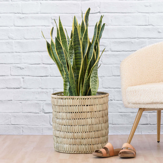 PLANTIFY - Indoor Plants, Pots and Gifts delivered Nationwide ...