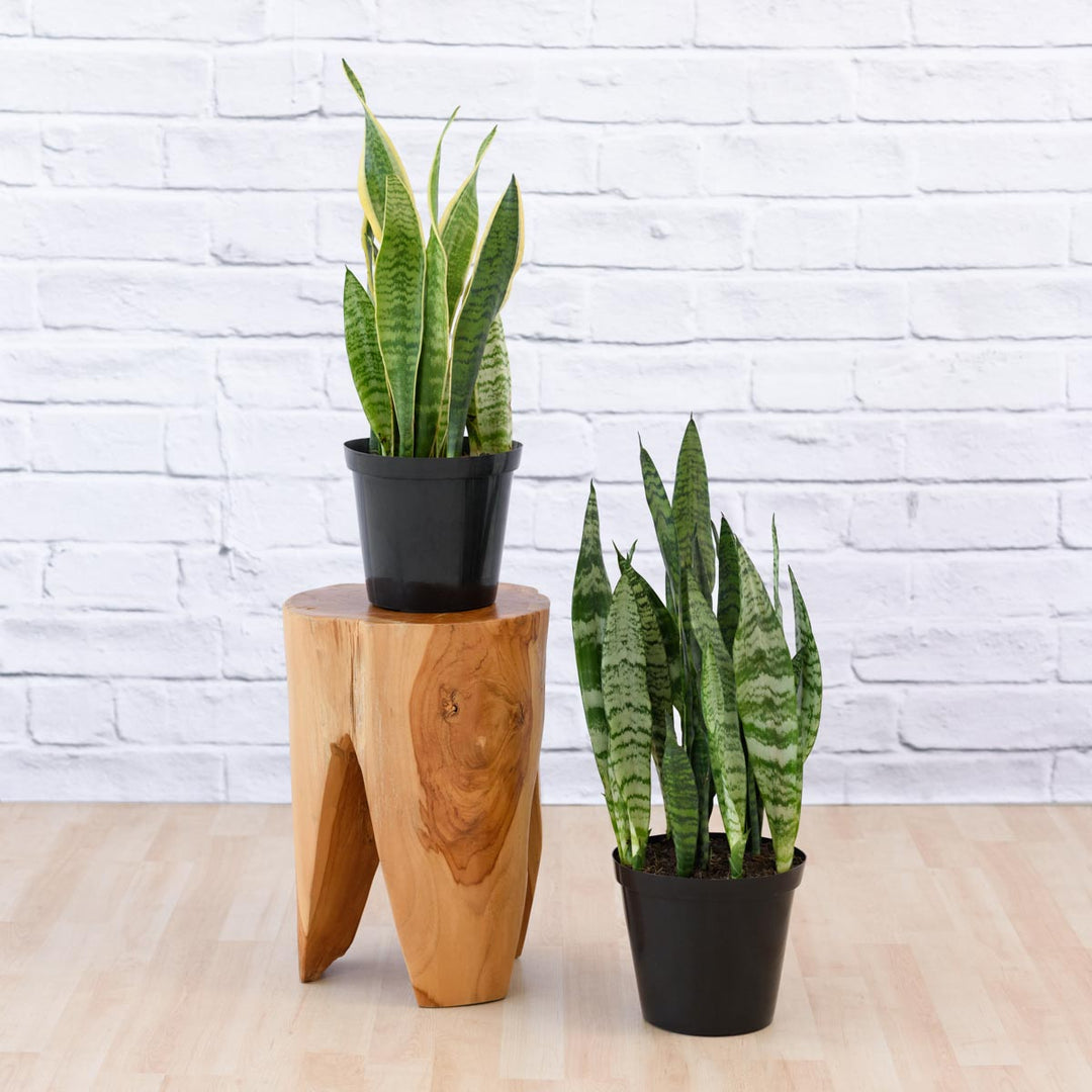 mother in law tongue plant pot size Mother in Law's Tongue - LARGE