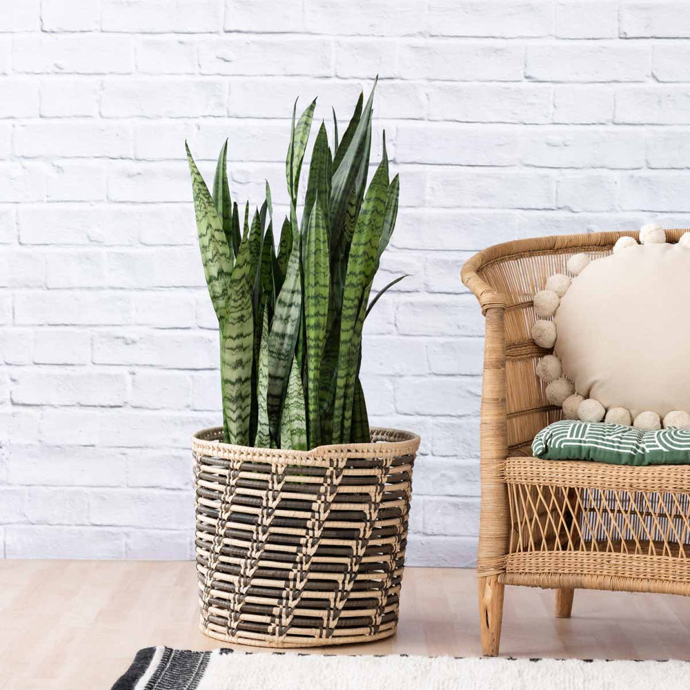 Mother in Law's Tongue - EXTRA LARGE  in patterned Palm leaf Basket