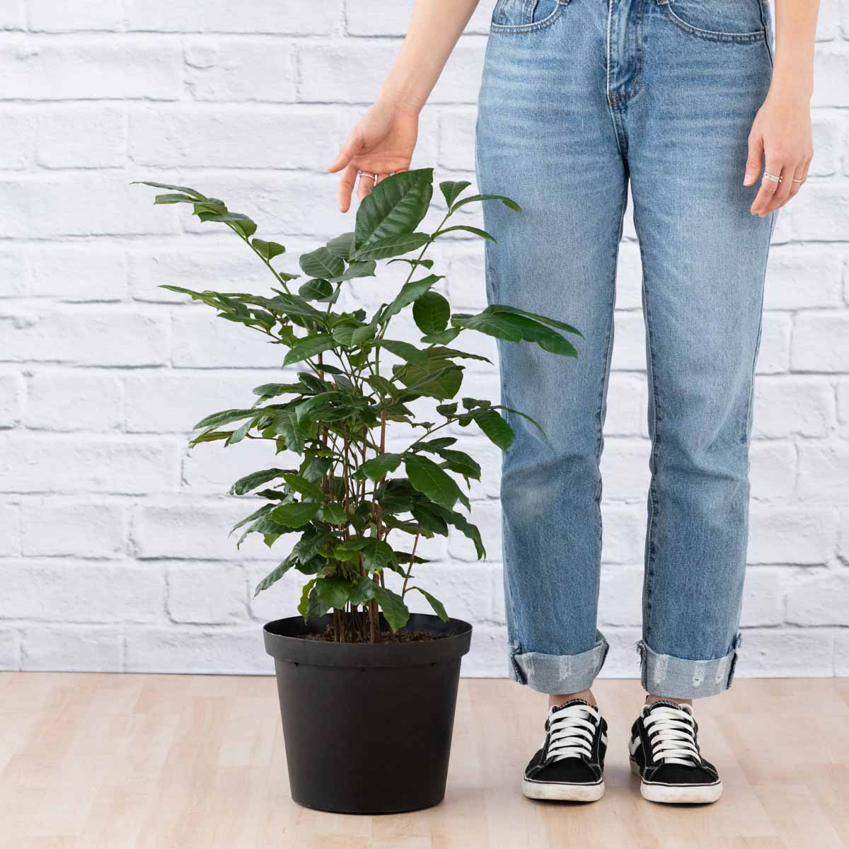 natal mahogany indoor plant Natal Mahogany