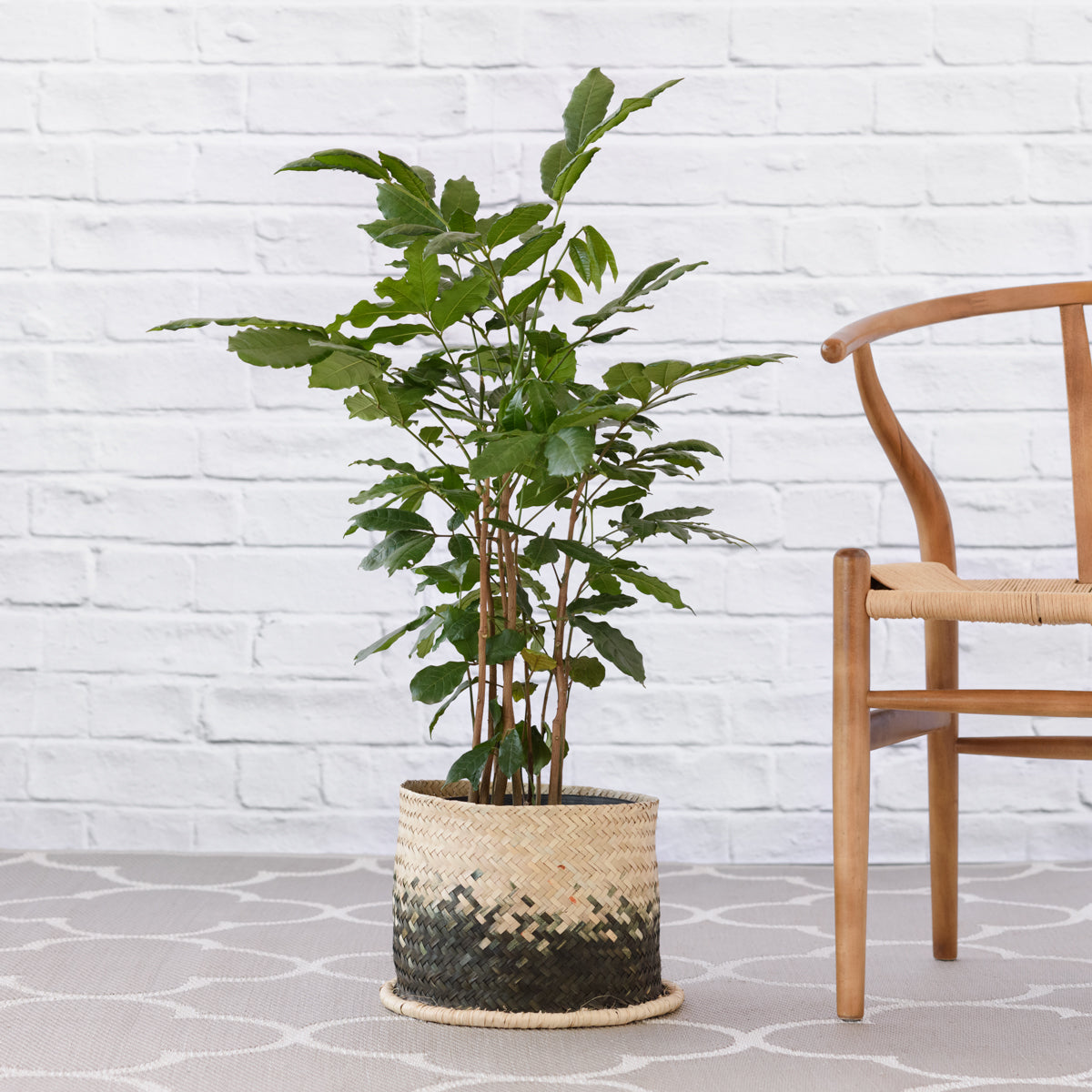 natal mahogany tree indoor plant Natal Mahogany