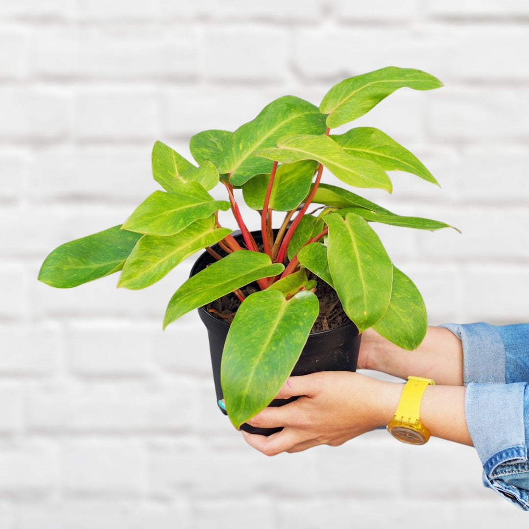 Painted Lady Philodendron - Shop Online!