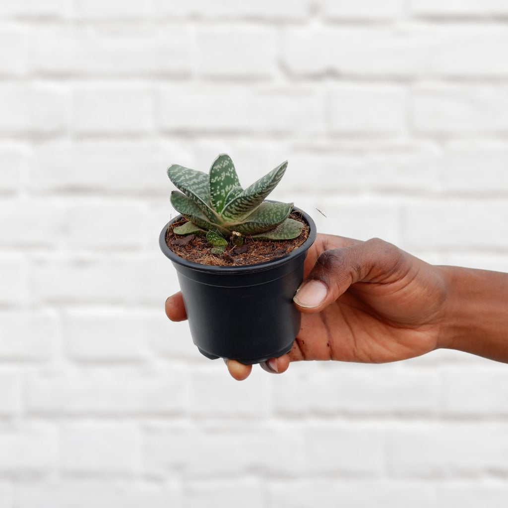 tongue succulent plant Ox Tongue Plant