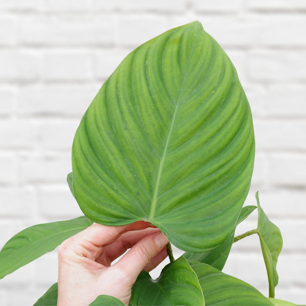 philodendron fuzzy petiole name Philodendron - Fuzzy Petiole