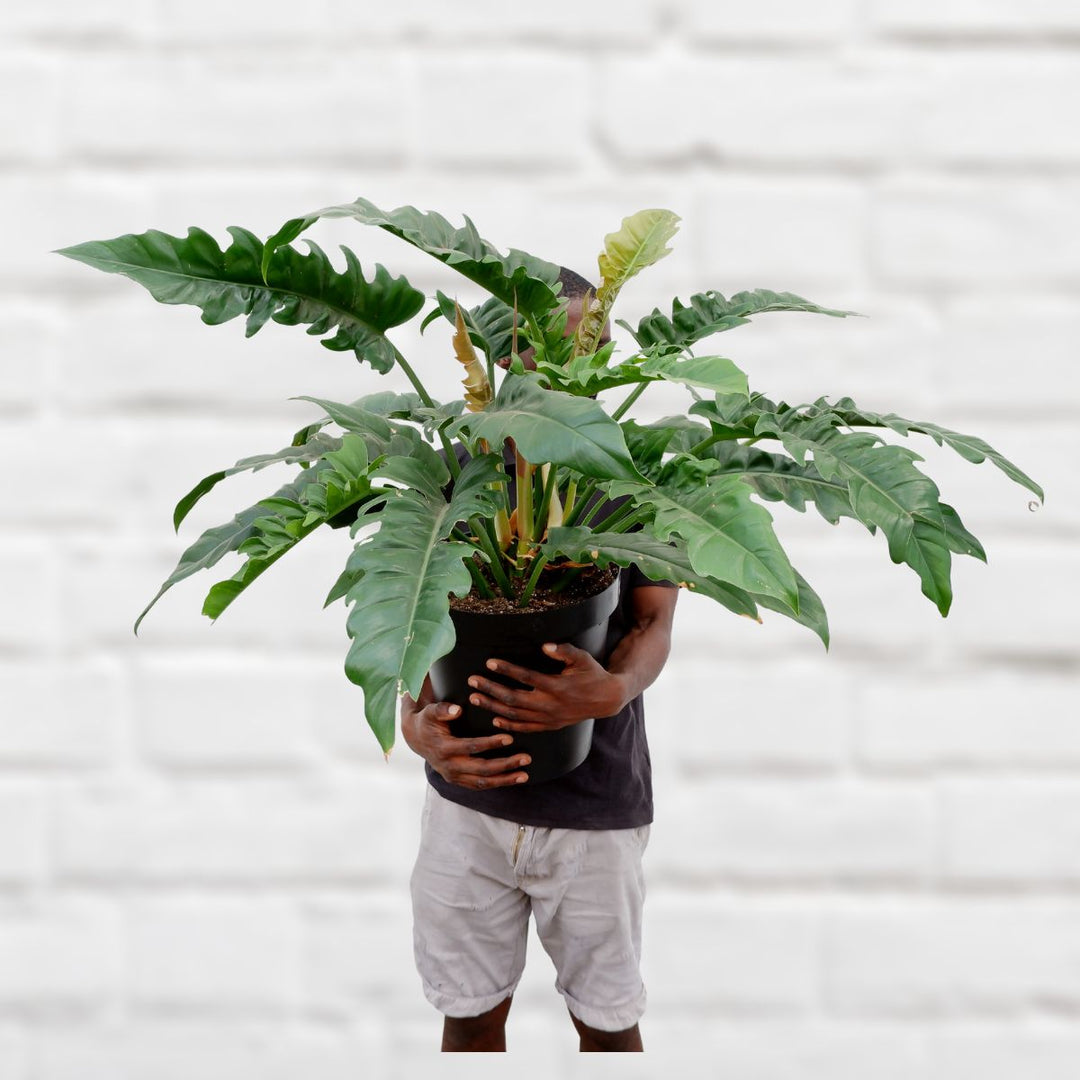 Philodendron Narrow - Extra Large - Shop Online!