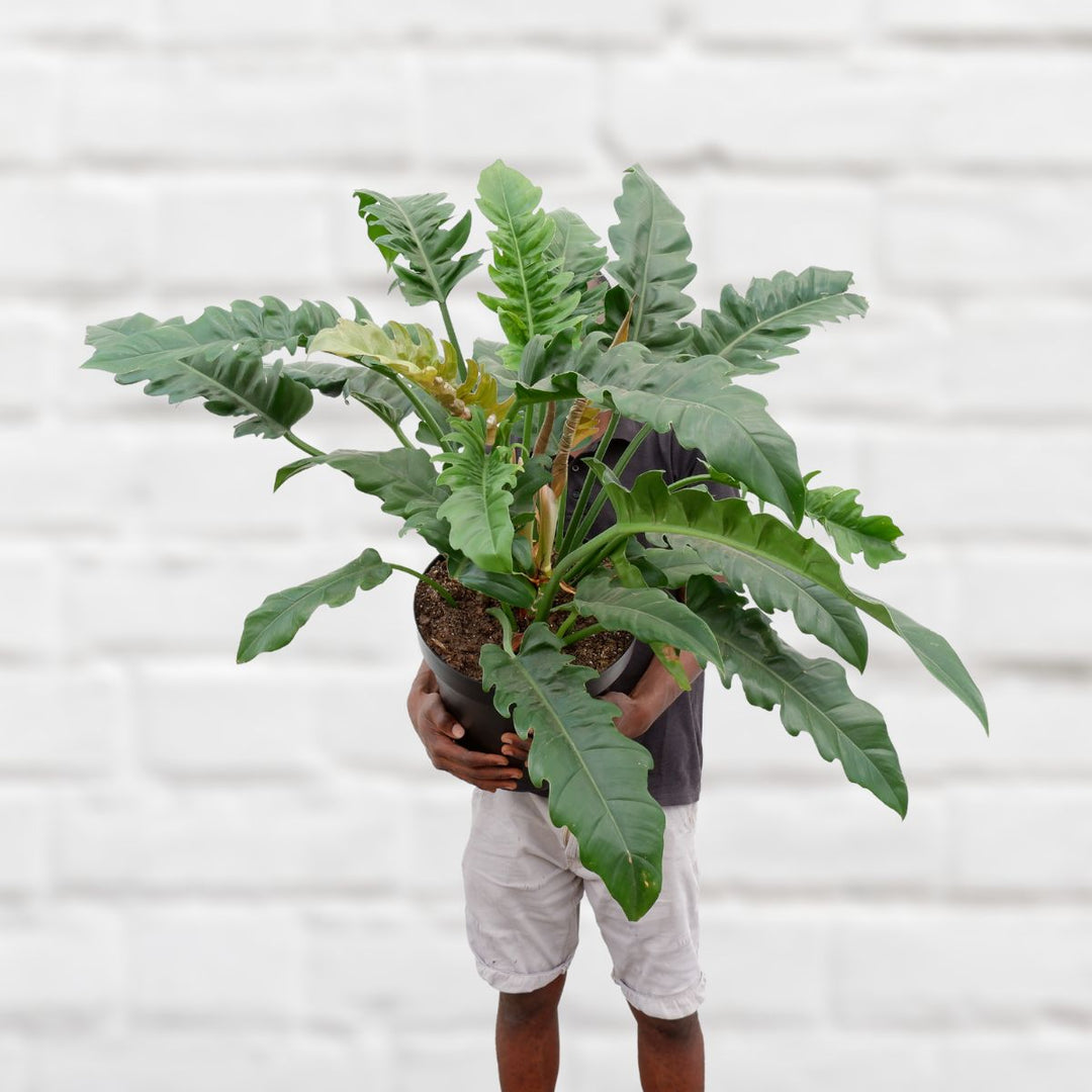 philodendron narrow Philodendron Narrow - Extra Large