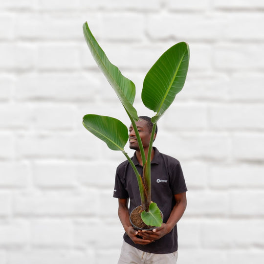Large Indoor Plants - Delivered anywhere in SA - from just R95 ...