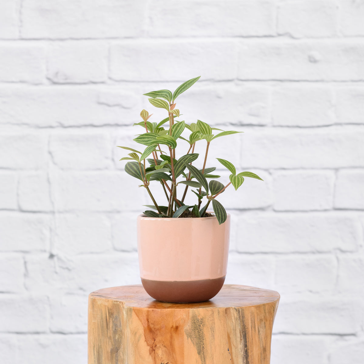 Parallel Peperomia | Indoor Plant