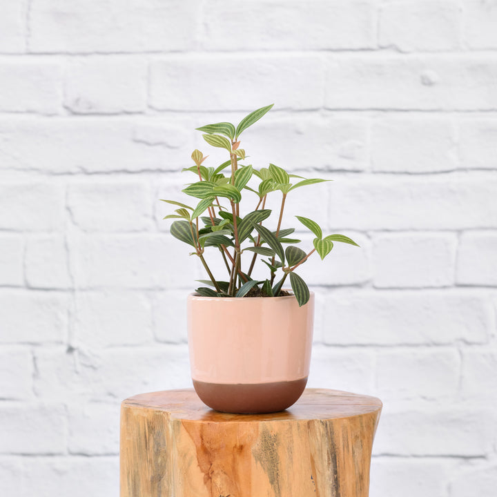 Parallel Peperomia - Shop Online!