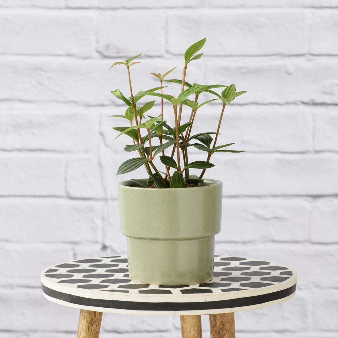 Parallel Peperomia - Shop Online!