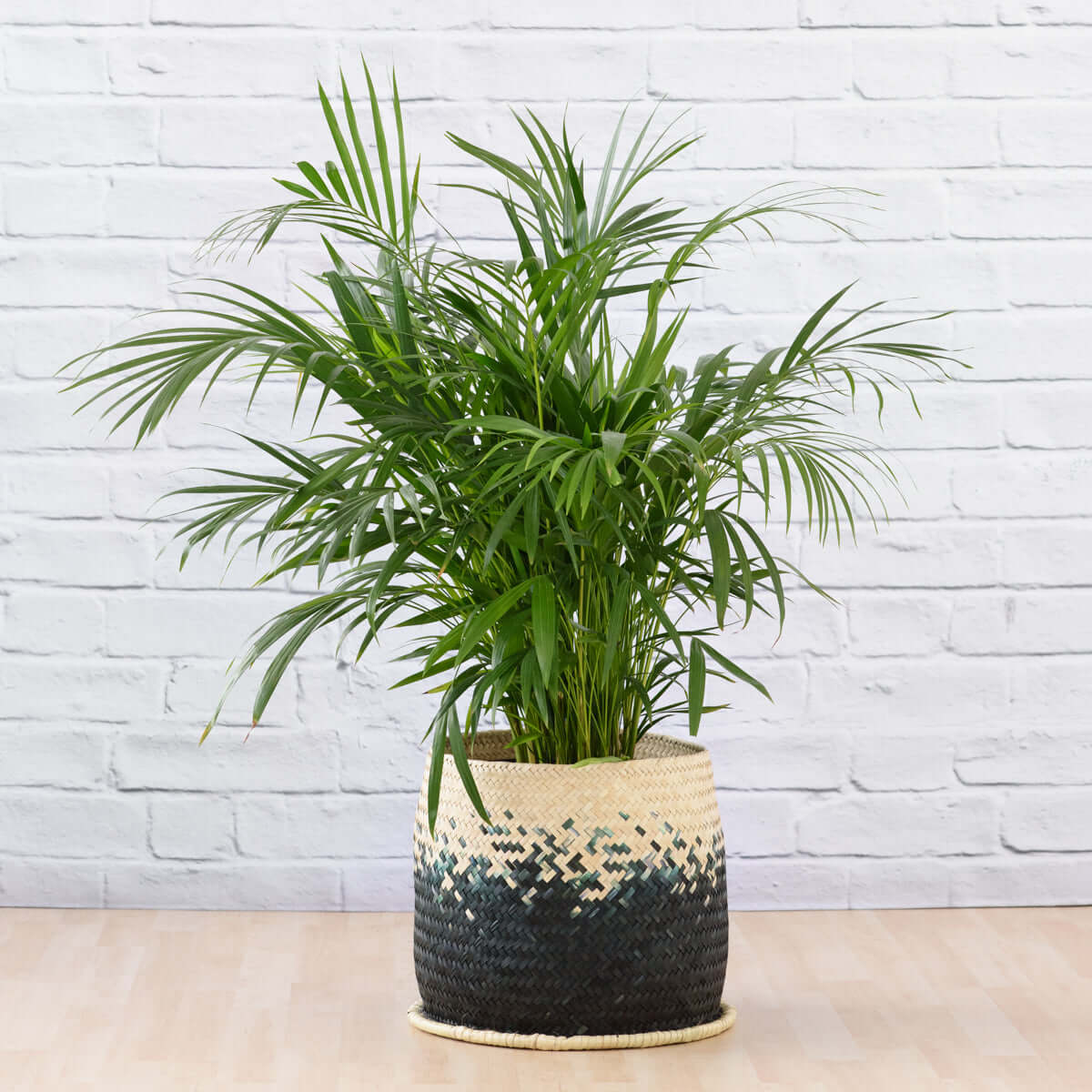 Large Parlor Parlor Palm - Large | Indoor Plant
