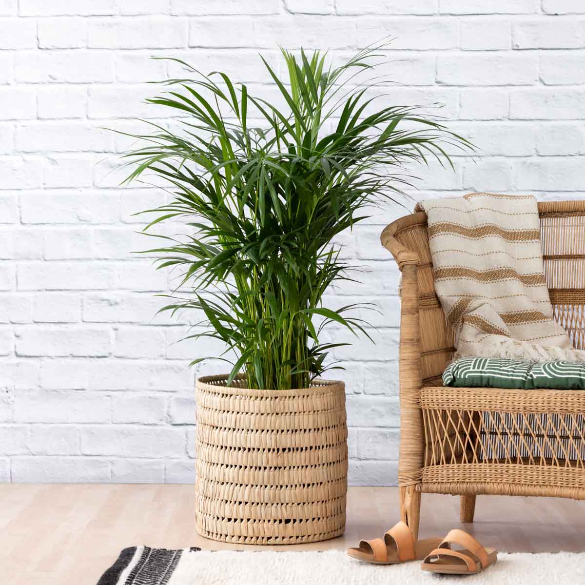 Large Parlor Parlor Palm - Large | Indoor Plant