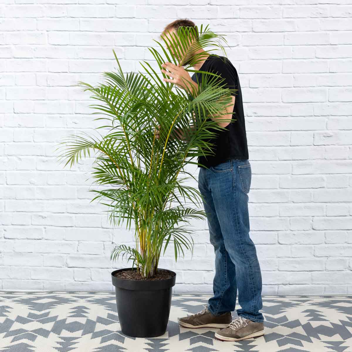 areca palm indoor plants south africa Parlor Palm - Extra Large