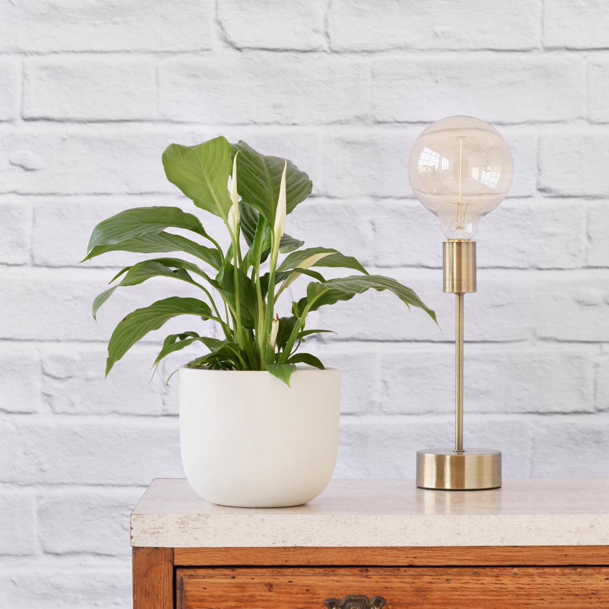 peace lily south africa Peace Lily