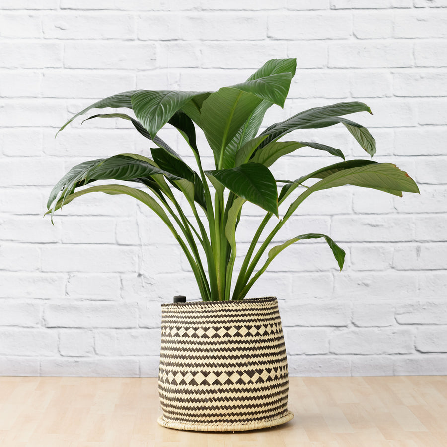 Plantify | Best Plant Nursery & Indoor Plant Shop Cape Town