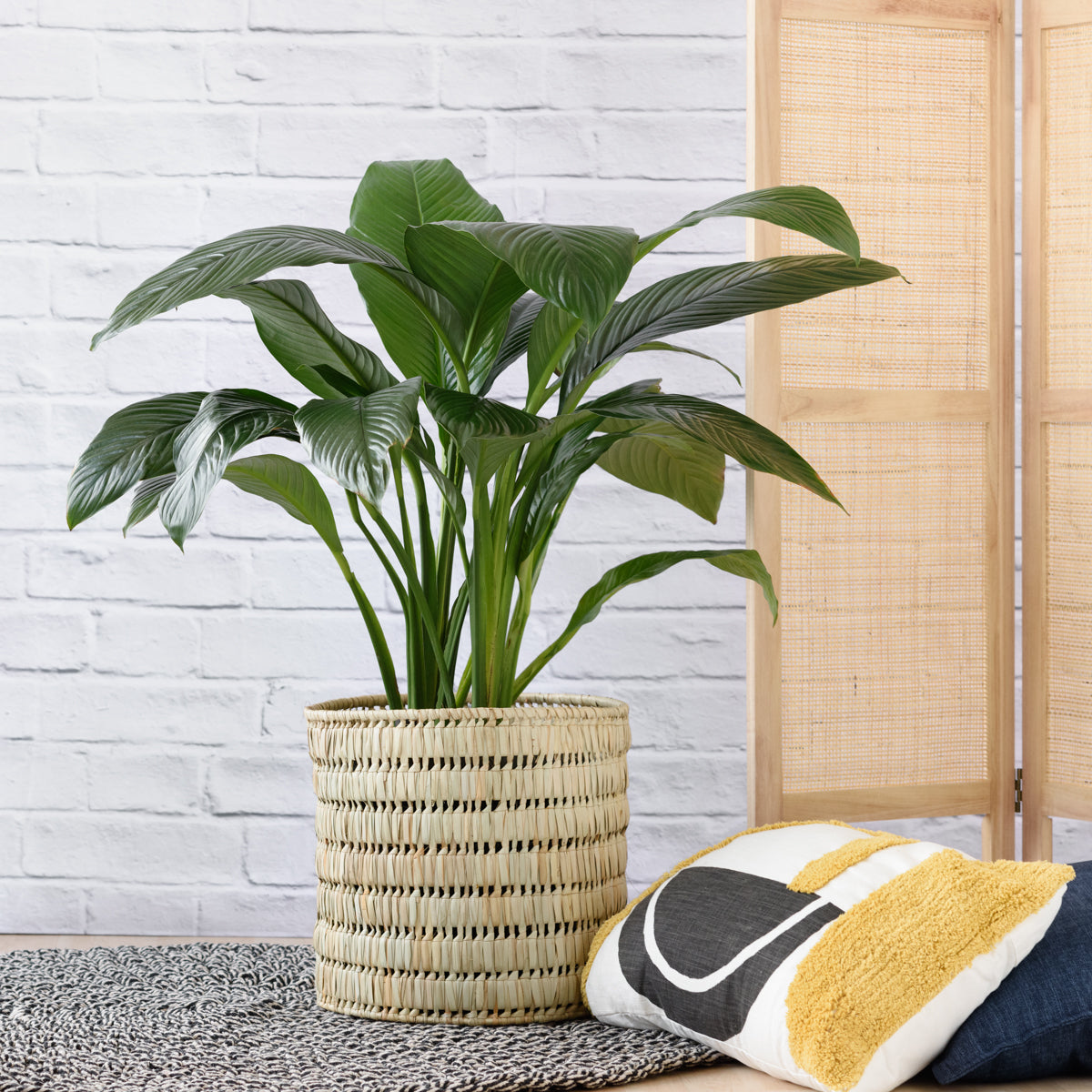 Peace Lily - Sensation - Extra Large | Indoor Plant