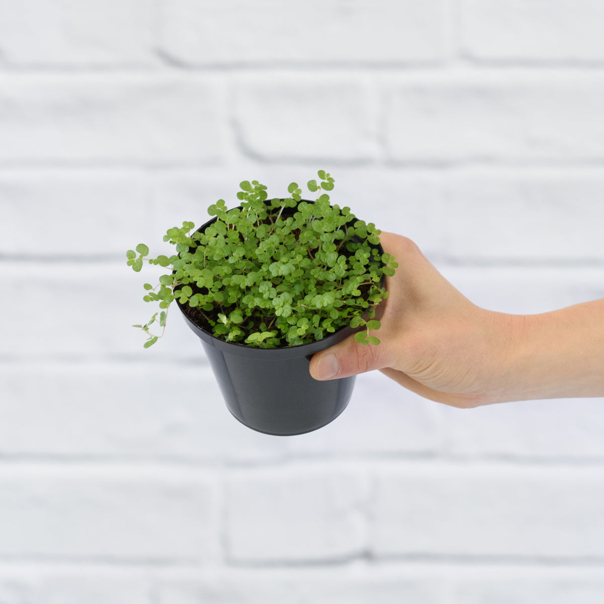Peace in the Home | Indoor Plant