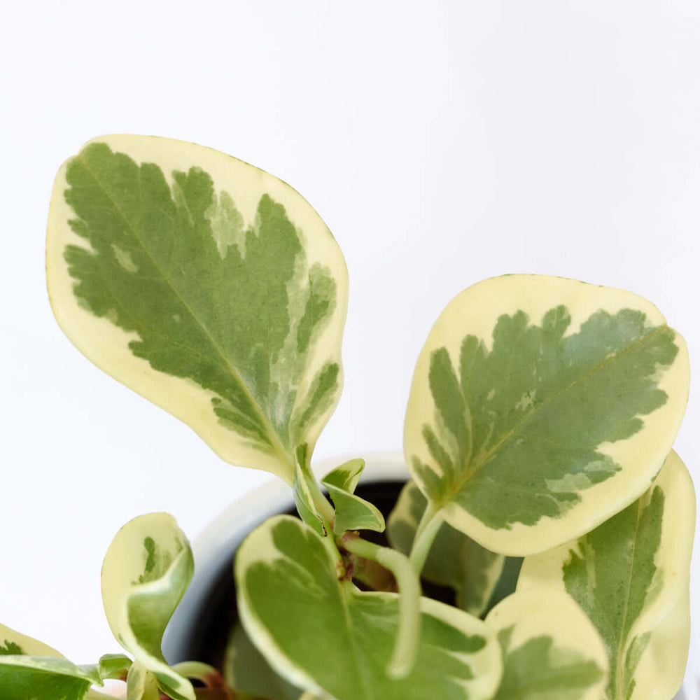 Baby Rubber Plant - Variegated - Shop Online!