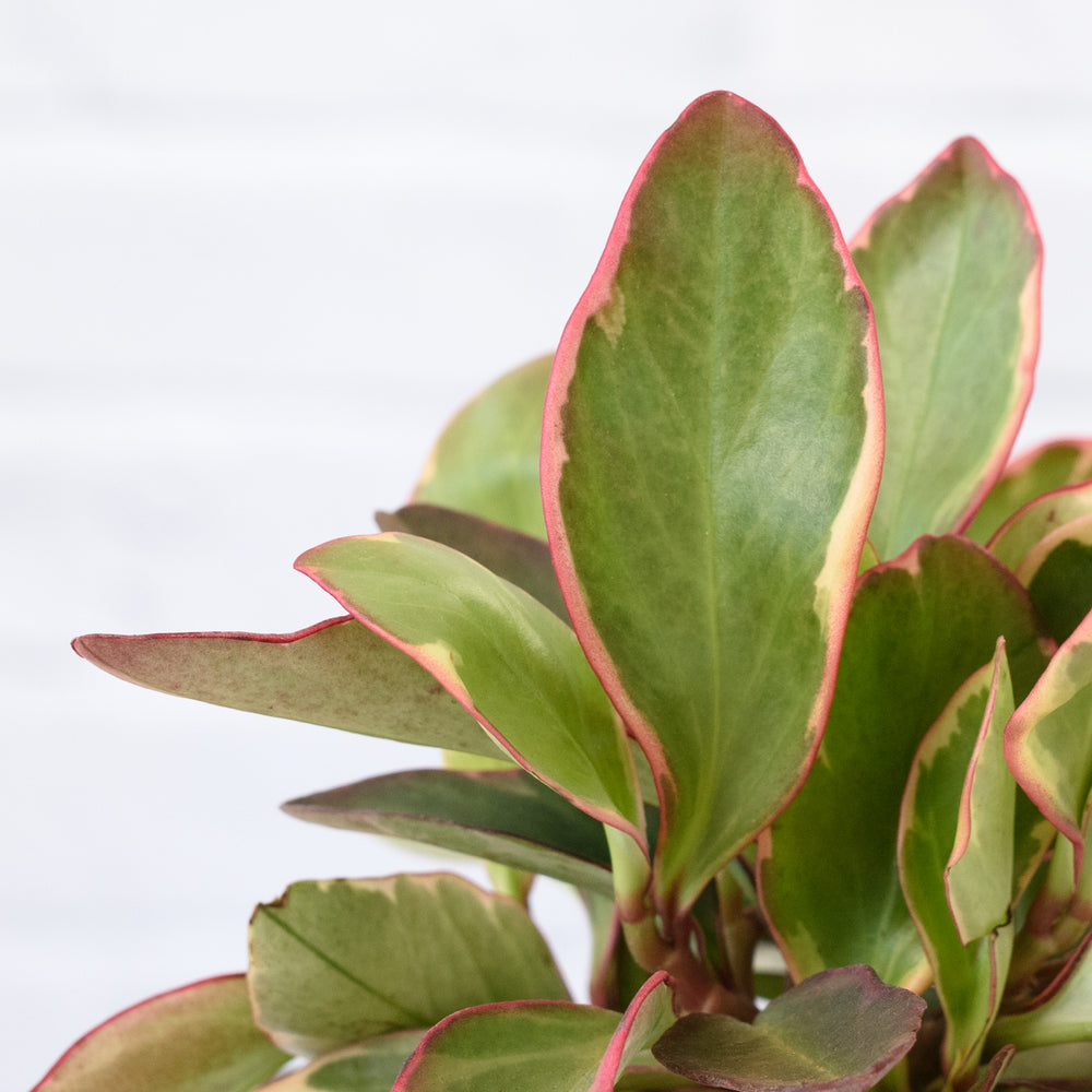 Baby Rubber Plant - Variegated Red Edge - Shop Online!