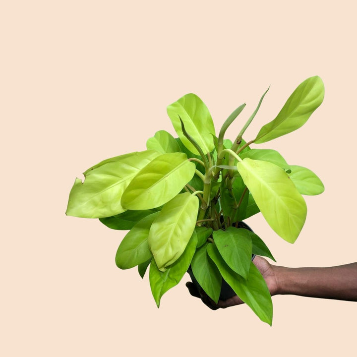 Philodendron - Malay Gold - Shop Online!